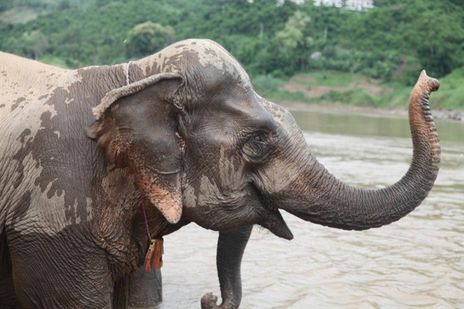 Elephant Sanctuary