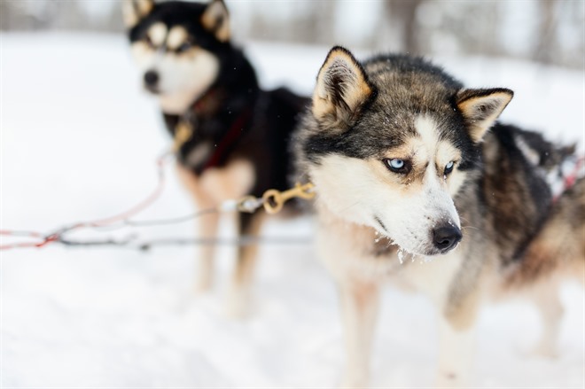 Husky safari - Lapland