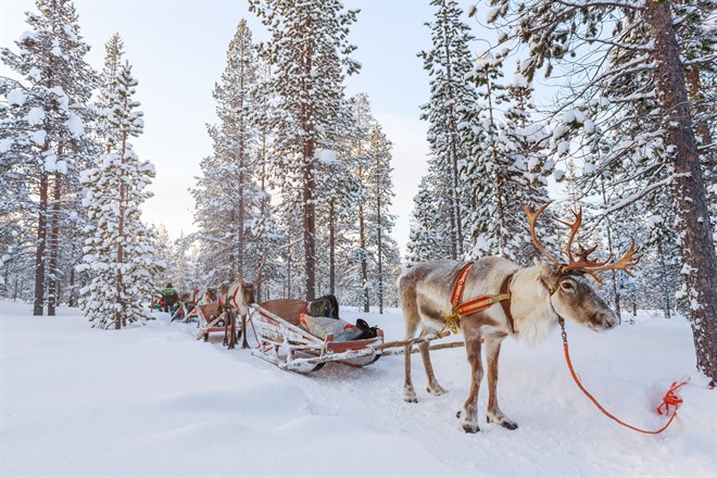 Reindeer sleigh ride - Lapland