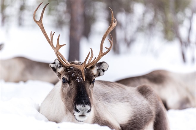 Reindeer sleigh ride - Lapland 