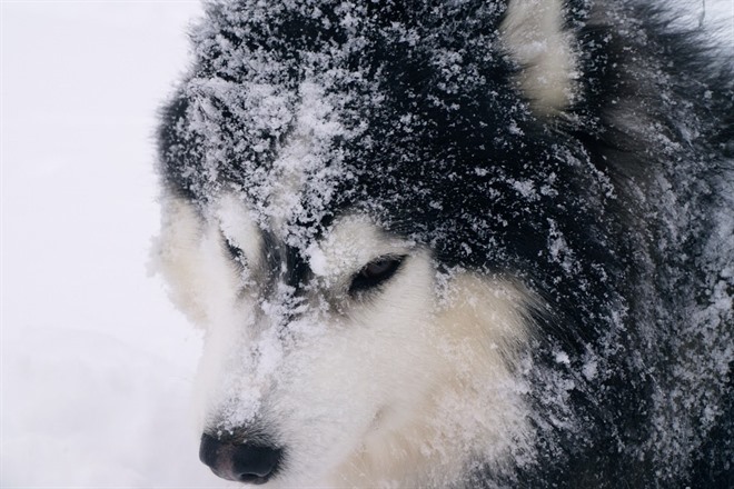 Snowy husky dog