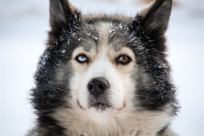 Husky - Lapland