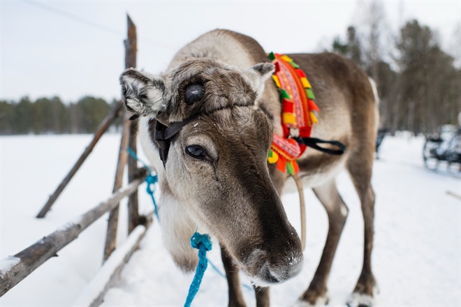 Reindeer safari - Lapland