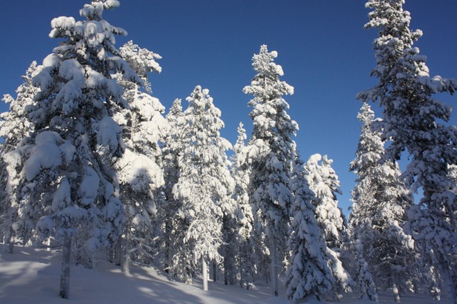 Snowy landscape in Levi - Lapland