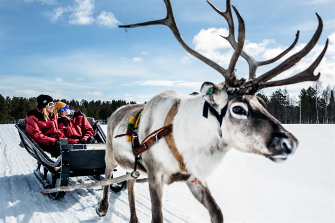 Reindeer Safari - Lapland
