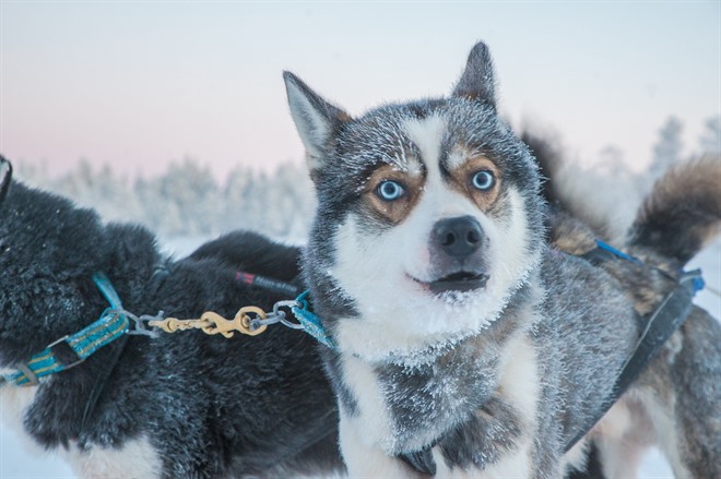 Huskies - Lapland
