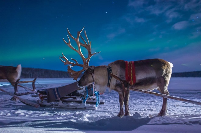 Reindeer & Northern lights - Lapland
