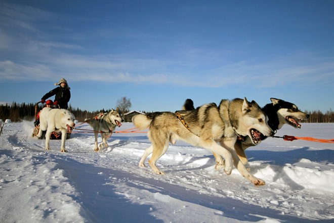 HUSKY SLEDGING