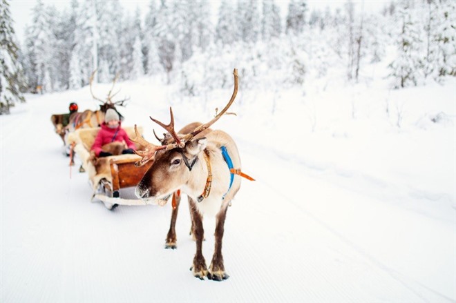 Reindeer Sleigh Ride