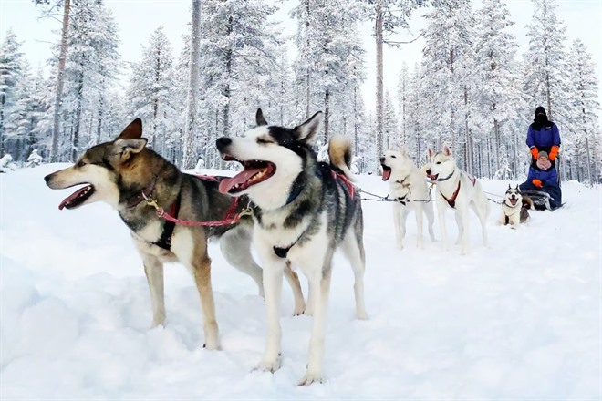 Husky safari