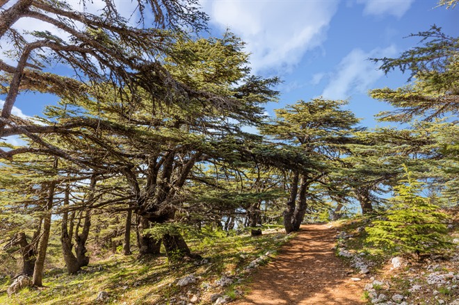 Cedar trees, Chouf Reserve