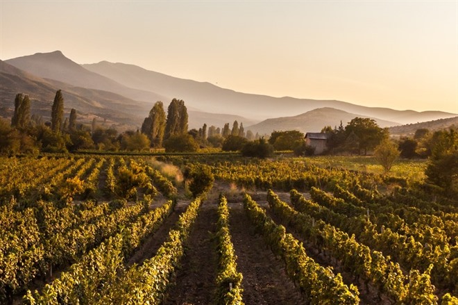 Tikves Winery vineyards