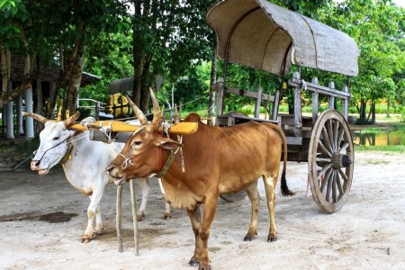 PYAY TO MIN HLA