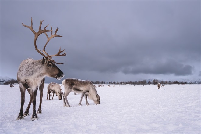 Reindeer in the winter