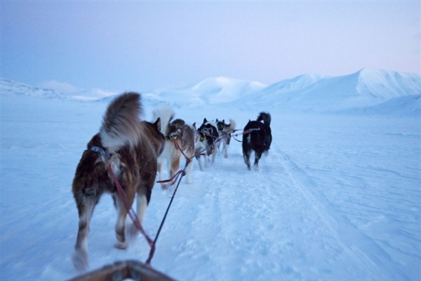 Husky sledding in Svalbard