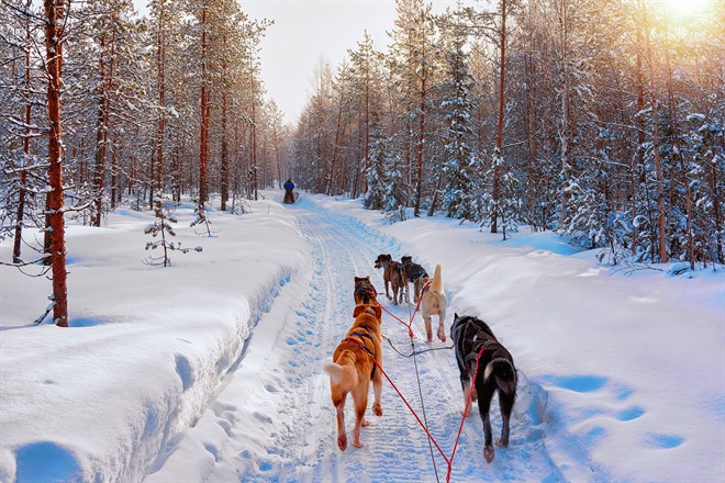 Husky sledding through the pine forest