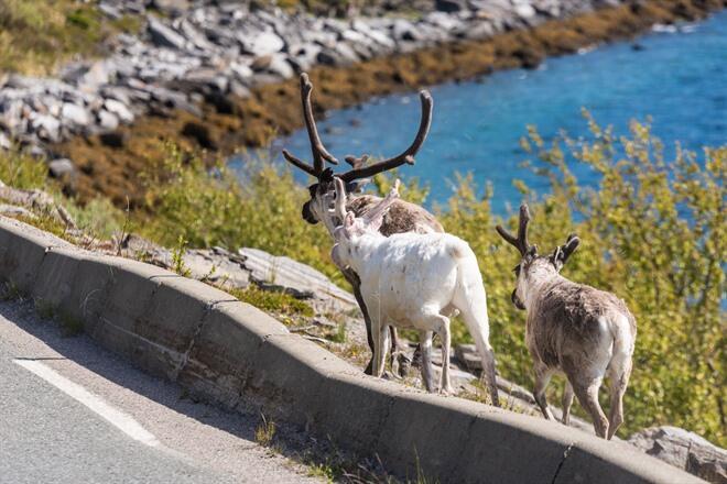 Reindeer along the road to Alta