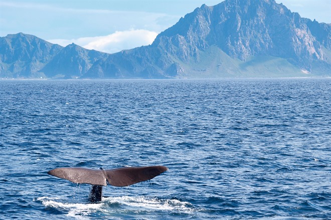 Sperm whale off Andenes