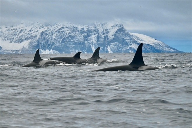 ACTIVITY AT LYNGEN EXPERIENCE LODGE
