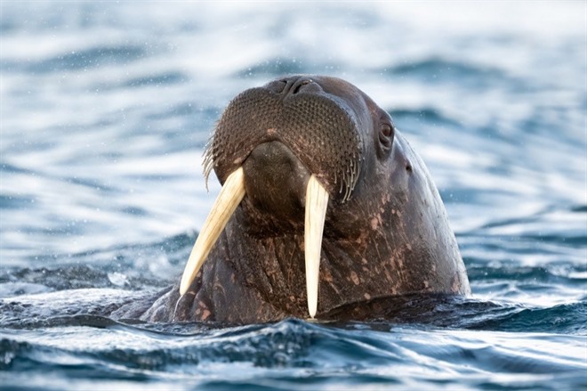  NORTHWEST SVALBARD