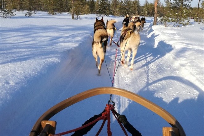 HUSKY SLEDDING ALONG THE ALTA RIVER