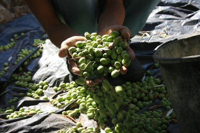 Hand-picked olives, near Bethlehem