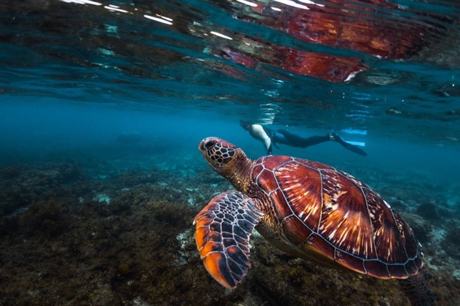 Sea Turtle in Apo Island