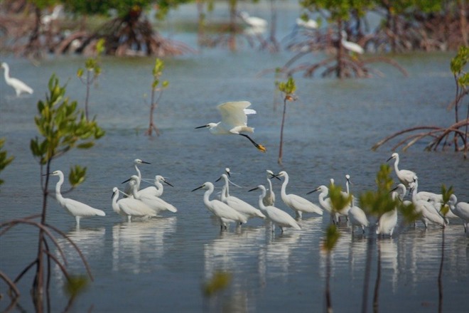 Olango Island Wildlife Sanctuary