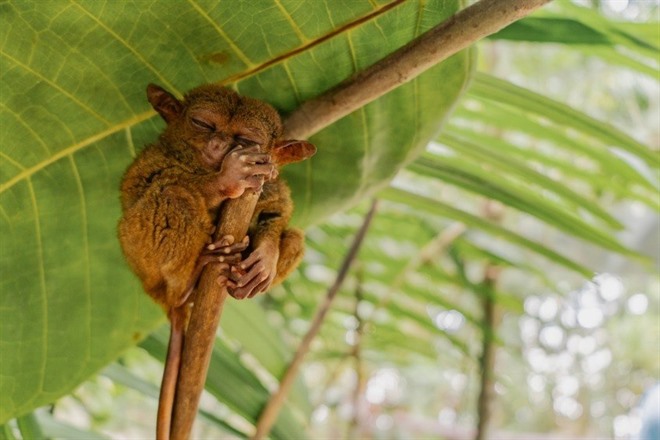 Tarsier