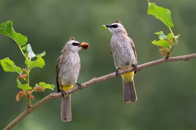 Philippine Bulbul