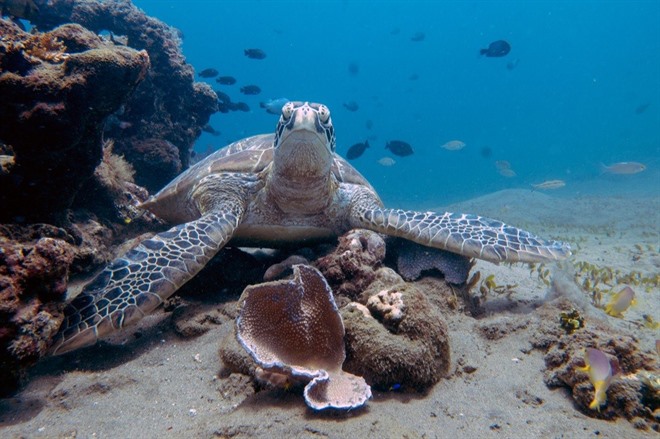 Green Sea Turtle, Apo Island
