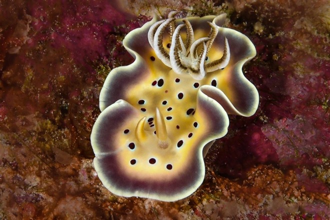 Nudibranch