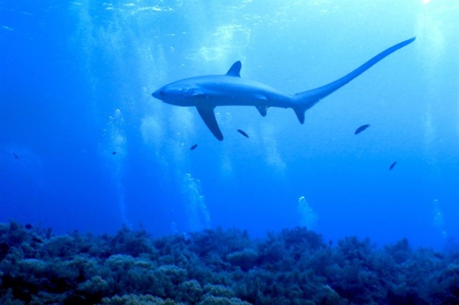 Thresher Shark, Kimud Shoal
