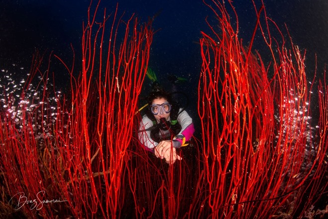 Diving in Northern Visayas