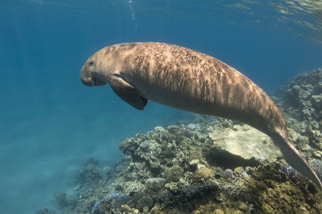 Dugong