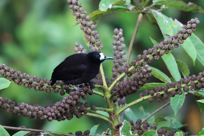 MADANG