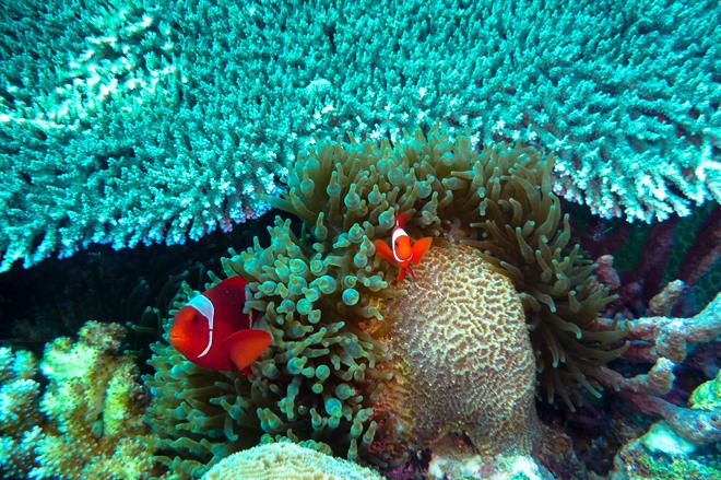 Clownfish, Papua New Guinea