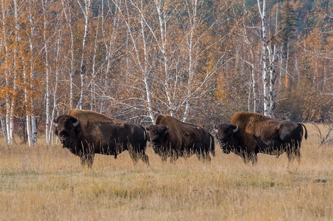 Wood buffaloes