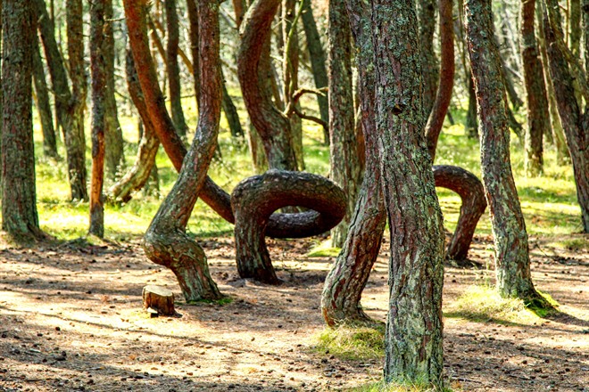Dancing Forest on the Curonian Spit