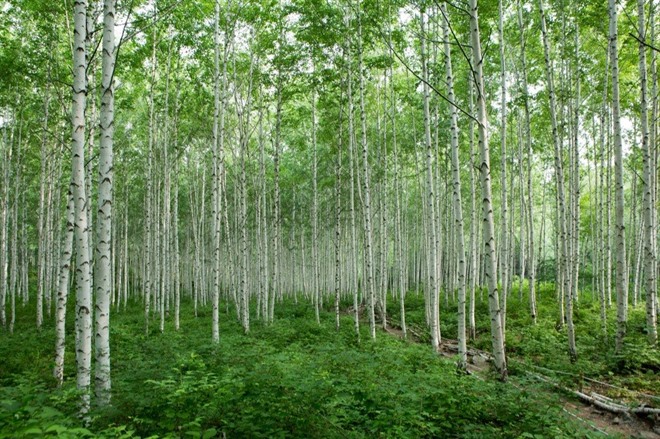 Wondae-ri Birch Forest
