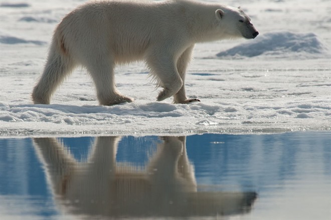 Polar bear