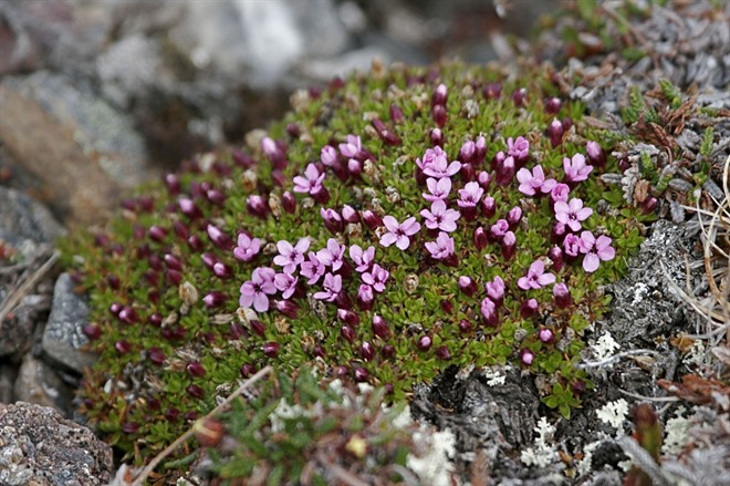 BARENTSØYA ISLAND