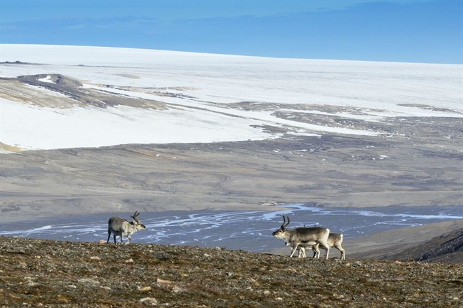 BELL SUND FJORD SYSTEM