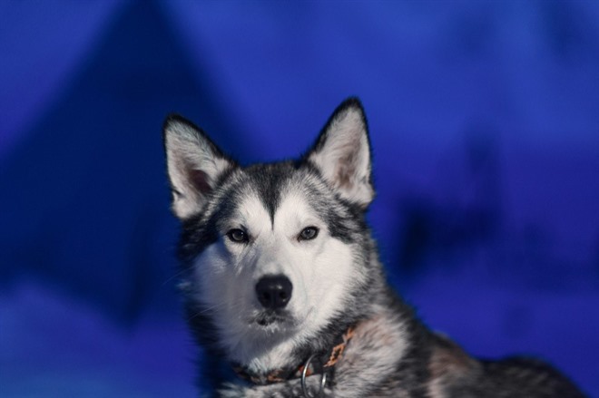 DOG SLEDDING IN THE POLAR NIGHTS & DINNER AT FUNKEN LODGE