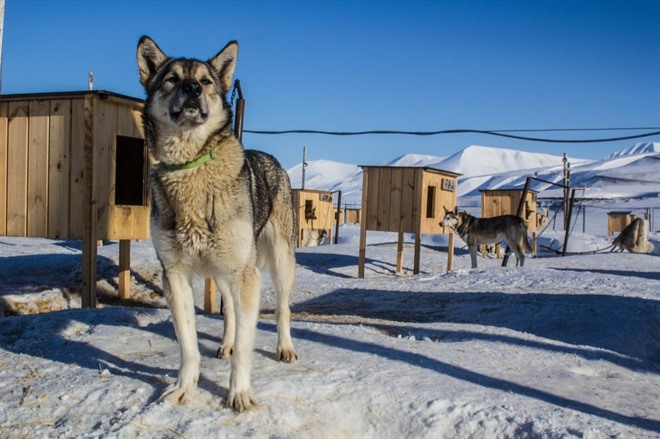 DOG SLEDDING IN THE BOLTERDALEN 