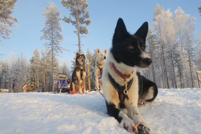 Resting husky dog