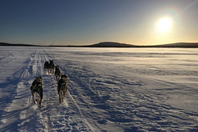 Aurora Hunt by dog sled