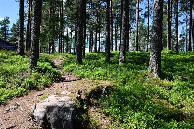 DRIVE TO SÄFSEN RESORT 