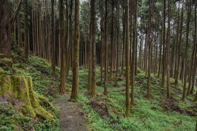 Shuishan Giant Tree Trail