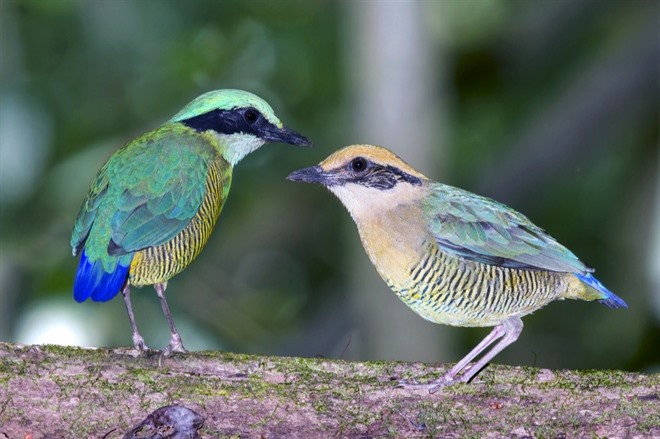 Nam Cat Tien National Park